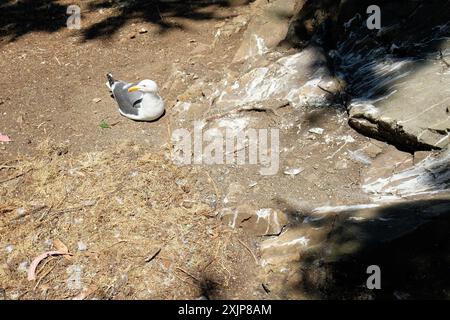 Die Westmöwe (Larus occidentalis) nistet am Boden auf Alcatraz Island in der Bucht von San Francisco, Kalifornien. Stockfoto