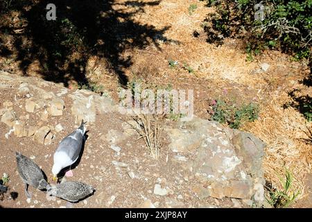 Westmöwe (Larus occidentalis) füttert graue gesprenkelte Küken auf dem Boden auf Alcatraz Island in der Bucht von San Francisco, Kalifornien. Stockfoto