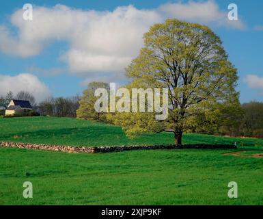 Das Bild zeigt eine riesige Fläche von grünem Gras, mit einem einsamen Baum, der hoch in der Mitte des Rahmens steht. Eine Steinmauer verläuft horizontal über die Stockfoto