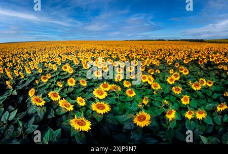 Im Sommer blüht ein riesiges Sonnenblumenfeld unter einem klaren blauen Himmel mit flauschigen Wolken. Die Sonnenblumen sind in voller Blüte, ihr Jello Stockfoto