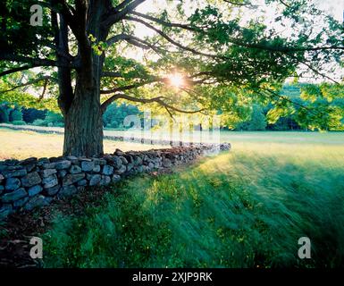 Die Sommerszene mit einem Argenbaum mit weitläufigen Ästen wirft einen langen Schatten über eine Steinmauer, die an ein Feld mit hohem Gras grenzt, das in der bre weht Stockfoto