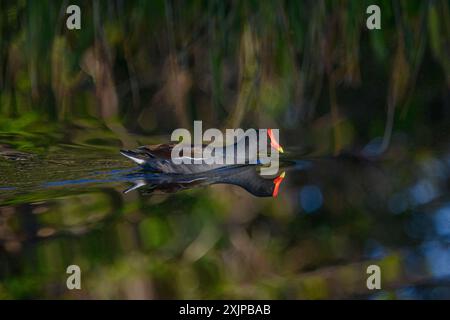 Moorhen mit Reflexion. Moorhens, auch bekannt als Common Gallinules Stockfoto