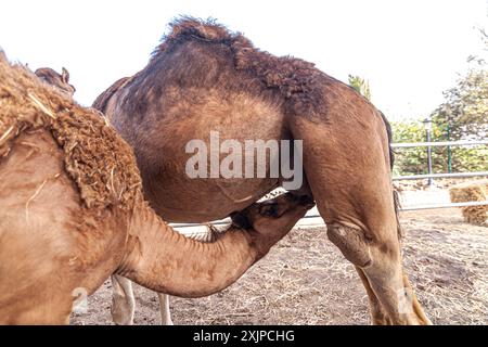 Einbusige Kamele Stockfoto