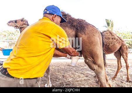 Einbusige Kamele Stockfoto