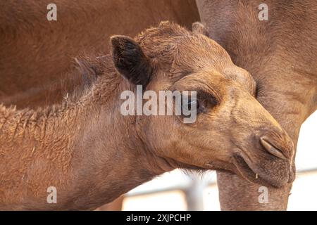 Einbusige Kamele Stockfoto