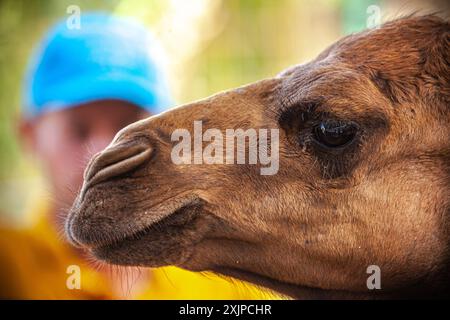 Einbusige Kamele Stockfoto