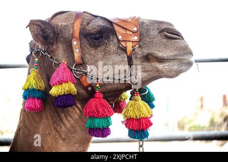 Einbusige Kamele Stockfoto