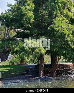 Herde von Kanadiengänsen, die auf einem Teich im William Cann Civic Center, Union City, Kalifornien landen Stockfoto