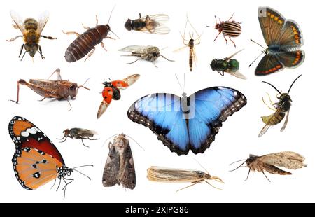 Sammlung verschiedener Insekten isoliert auf Weiss Stockfoto