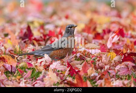 Ein amerikanischer Robin-Vogel, der den Betrachter anblickt und von einer Vielzahl bunter Blätter umgeben ist, die in der Herbstsaison gefallen sind. Nahansicht. Stockfoto