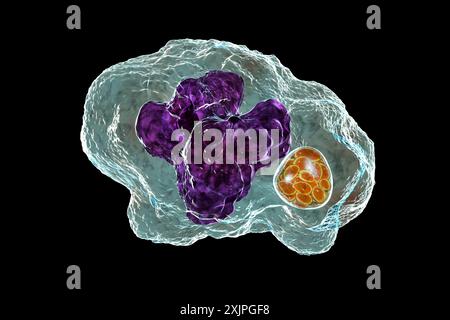 Abbildung von Ehrlichia-Bakterien-Morula in Makrophagen, assoziiert mit Ehrlichiose, einer durch Zecken übertragenen Infektionskrankheit. Stockfoto