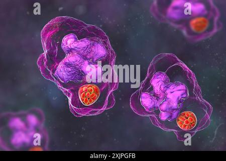 Abbildung von Ehrlichia-Bakterien-Morula in Makrophagen, assoziiert mit Ehrlichiose, einer durch Zecken übertragenen Infektionskrankheit. Stockfoto