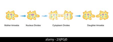 Amöbenspaltung, Illustration. Stockfoto