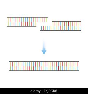 DNA (Desoxyribonukleinsäure)-Ligase-Enzymfunktion, Illustration. Stockfoto