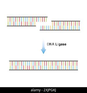 DNA (Desoxyribonukleinsäure)-Ligase-Enzymfunktion, Illustration. Stockfoto