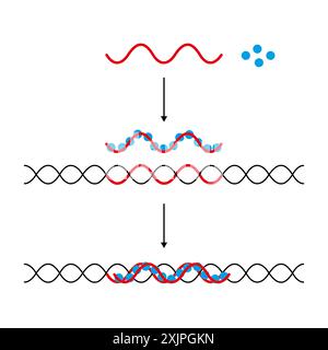 DNA (Desoxyribonukleinsäure) Triple Helix, Illustration. Stockfoto