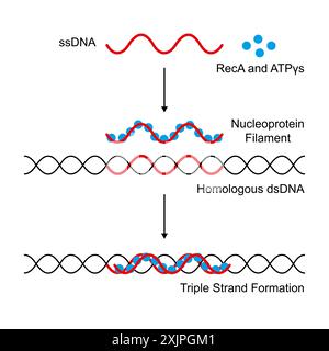 DNA (Desoxyribonukleinsäure) Triple Helix, Illustration. Stockfoto