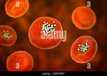 Abbildung der Interaktion von Erythrozyten mit plastischen Mikropartikeln im Blut, die Partikelablagerung nach Eintritt in den Blutkreislauf durch Einnahme, Inhalation oder Resorption zeigen. Stockfoto