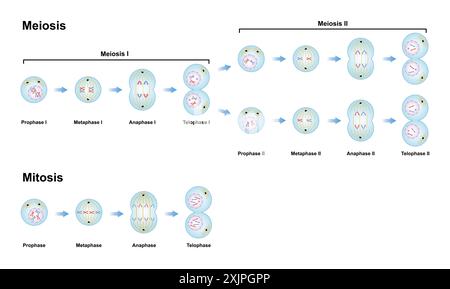 Meiose- und Mitosephasen, Illustration. Stockfoto