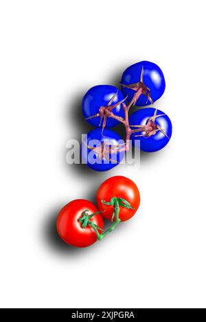 Konzeptionelle Darstellung genetisch veränderter Tomaten neben natürlichen Tomaten. Stockfoto