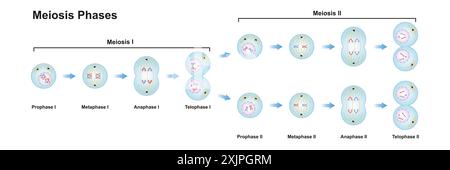 Meiosephasen, Illustration. Stockfoto