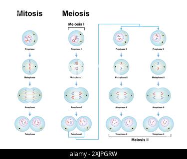 Meiose- und Mitosephasen, Illustration. Stockfoto