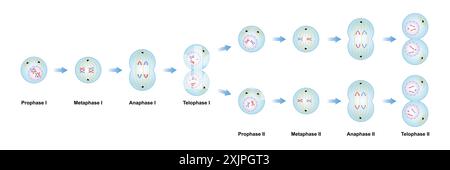 Meiosephasen, Illustration. Stockfoto