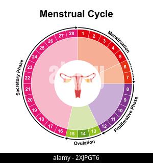 Menstruationszyklus, Illustration. Stockfoto