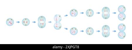 Meiosephasen, Illustration. Stockfoto