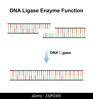 DNA (Desoxyribonukleinsäure)-Ligase-Enzymfunktion, Illustration. Stockfoto