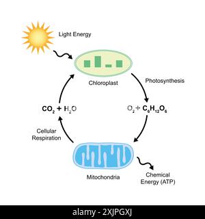 Photorespiration, Abbildung. Stockfoto