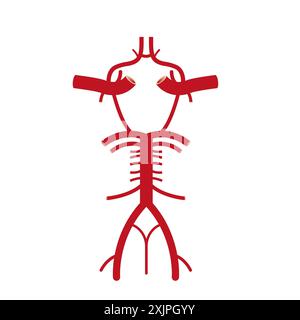 Circle of Willis, Illustration. Stockfoto