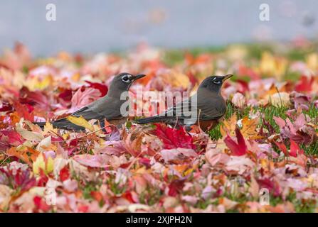 Zwei amerikanische Robin-Vögel stehen dicht beieinander, umgeben von herabfallenden Herbstblättern im Vorgarten eines Hauses in Colorado. Stockfoto