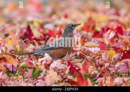 Ein amerikanisches Robin-Nahporträt zwischen bunten Herbstblättern. Stockfoto