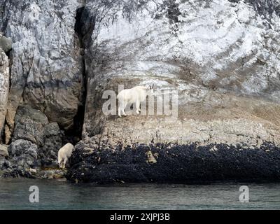 Bergziegen, Oreamnos americanus, auf Meereshöhe am düsteren Knob, Glacier Bay National Park, Alaska, USA Stockfoto