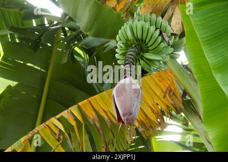 Bananenblüten und grüne Bananen, die noch auf dem Baum sind Stockfoto