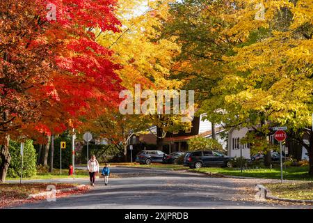 Saint-Bruno-de-Montarville Wohngebiet, Ahornrot im Herbst. Saint-Bruno-de-Montarville, Quebec, Kanada. Stockfoto