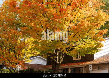 Saint-Bruno-de-Montarville Wohngebiet, Ahornrot im Herbst. Saint-Bruno-de-Montarville, Quebec, Kanada. Stockfoto