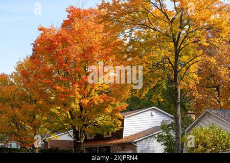 Saint-Bruno-de-Montarville Wohngebiet, Ahornrot im Herbst. Saint-Bruno-de-Montarville, Quebec, Kanada. Stockfoto