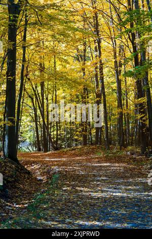 Waldweg mit Herbstlaub im Nationalpark Mont-Saint-Bruno ( Parc National du Mont-Saint-Bruno ), Ahornbäume werden im Herbst rot, gelb und orange. Stockfoto