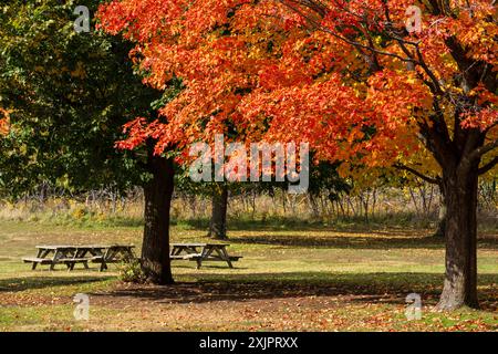 Herbstlaub im Nationalpark Mont-Saint-Bruno ( Parc National du Mont-Saint-Bruno ) färben sich die Ahornbäume im Herbst rot, gelb und orange. Saint-Bruno-de-Mon Stockfoto