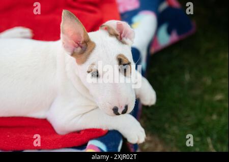 Niedliches weißes Bullterrier-Hündchen, das in die Kamera blickt, während er auf einem Bett im Gras liegt Stockfoto