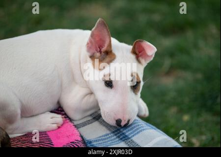 Ein weißer Bullterrier-Welpe mit roten Markierungen, der auf einer Decke liegt, hat ein Ohr, das beginnt zu stehen Stockfoto