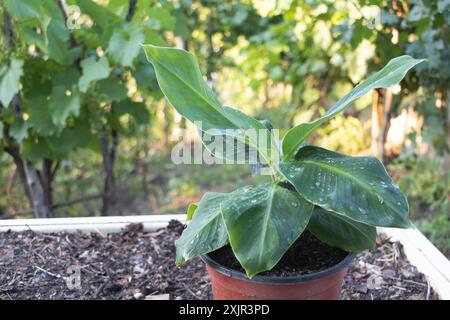 Eine Bananenpflanze im Garten, mit großen Blättern und Wassertropfen darauf. Stockfoto