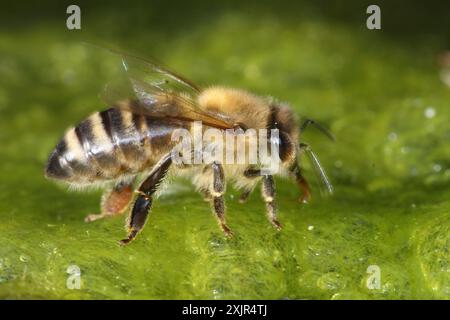 Honigbiene nimmt Wasser in feuchtem Moos auf Stockfoto