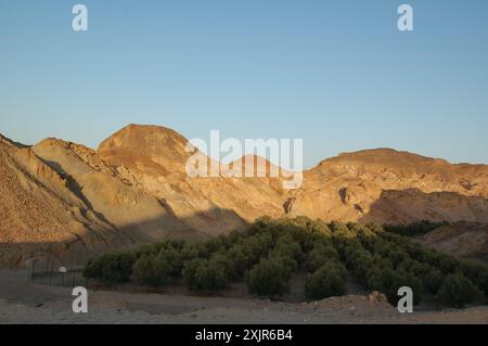 Sonnenaufgang über einem Stück bewirtschafteter Bäume in einem Tal auf der Insel Sir Bani Yas, einer alten Salzkuppel in Abu Dhabi, Vereinigte Arabische Emirate (März 2010). Stockfoto