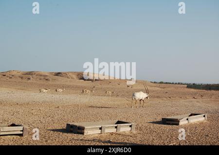 Ein arabischer Oryx, das Nationaltier der Vereinigten Arabischen Emirate und einiger anderer Golfländer, in der Nähe von Futtertrögen auf der Insel Sir Bani Yas, Abu Dhabi Stockfoto