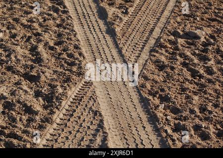 Überquerung. Reifenspuren auf der Sandkruste der Insel Sir Bani Yas, einer alten Salzkuppel in Abu Dhabi, Vereinigte Arabische Emirate (März 2010). Stockfoto