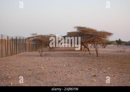 Künstlich bewässerte Akazienbäume in einem Oryx-Gehege auf Sir Bani Yas Island, Abu Dhabi, Vereinigte Arabische Emirate (März 2010). Stockfoto