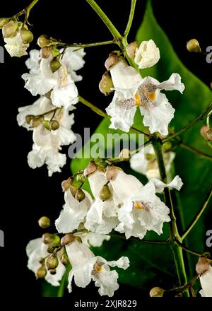 Schöne blühende weiße nördliche Katalpa-Blume auf schwarzem Hintergrund. Blumenkopf-Nahaufnahme. Stockfoto